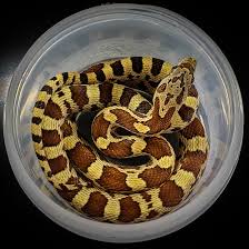 Albino sonoran gopher snakes (pituophis catenifer affinis) more details. Sonoran Gopher Snake X Corn Snake Hybrids Colubrids Morphmarket Reptile Community