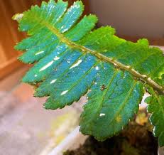 Image result for Diplazium humbertii