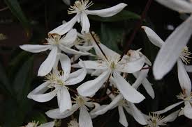 Grows up tp 6 meters. Clematis Armandii Landscape Architect S Pages