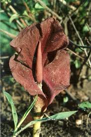 Image result for Amorphophallus abyssinicus
