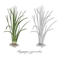 Image result for Chrysopogon