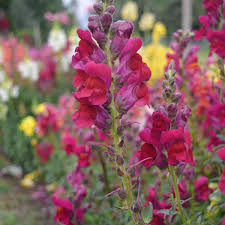 Image result for Antirrhinum