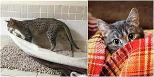 Your cat may not be worried about a rival animal sneaking up on them in their sleep, but they could be protecting their jellybean toes from prodding fingers. Is Your Adult Cat Still Suckling Find Out Why Here Cole Marmalade