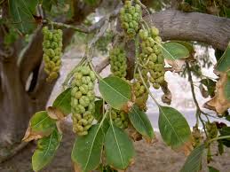 Image result for Phytolacca dioica