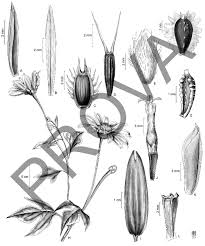 Image result for Synedrella nodiflora