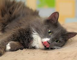 I 131 Radioactive Iodine Therapy For Hyperthyroidism Memphis Veterinary Specialists Emergency Cordova