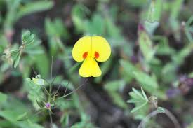 Image result for Smithia