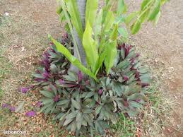 Outils de jardinage orne nos annonces leboncoin page 2. Outils De Jardinage Tondeuse D Occasion Reunion Leboncoin