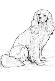 The Cavalier King Charles Spaniel Is A Small Spaniel It Has A Silky Smooth Coat And Commonly A Smoot Dog Coloring Page Horse Coloring Pages Cat Coloring Page