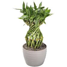 28 Small Indoor Plants Lowes Important Concept In 2020 Small Indoor Plants Lucky Bamboo Bamboo Planter