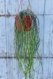 Image result for Cynanchum