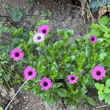 Image result for Dimorphotheca