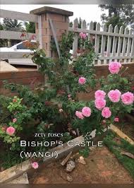 Taman zety roses, kampung tanjung aur, hulu terengganu. Dr Zurich Jualan Pokok Ros Poly Rose Tree Baru Sampai Facebook