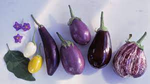 Check spelling or type a new query. Different Types Of Eggplant