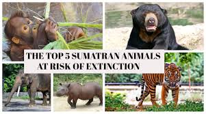 Discover indonesian animals you've never heard of, and learn amazing facts about the ones you have! The Top Five Endangered Animals In The Sumatran Rainforest Endangered Animals Most Endangered Animals Animals