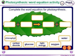 The process where plants and animals convert the energy in sugar to atp energy. Ks 3 Biology 9 C Plants And Photosynthesis