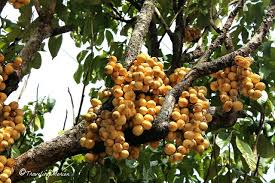 Its high content of antioxidants, vitamins, and protein, alongside other minerals, gives… Good To Know Lanzones Lansium Parasiticum The Golden Bunch Steemit
