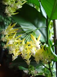Image result for hoya multiflora