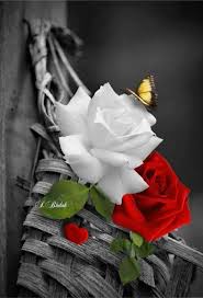 Black And White Rose Background Tumbblr 31 ان أحببنا ظننا انهم ملائكة من السماء وان كرهنا قلنا انهم سبب لكل مافي Beautiful Flowers Love Flowers Color Splash Photography