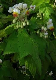 Image result for Carpodiptera africana