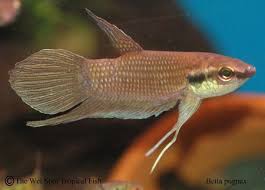 Green Mask Betta Betta Pet Fish Betta Fish