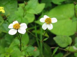 Image result for Bidens biternata