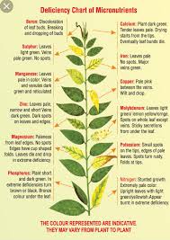 deficiency chart of micronutrients in plants plants