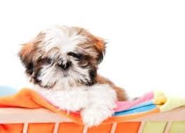 I'm jazzy the shih tzu. Shih Tzu Information Center Odor Issues