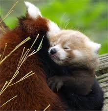 Chester Zoo Baby Red Panda Red Panda Baby Red Panda Cute Animals