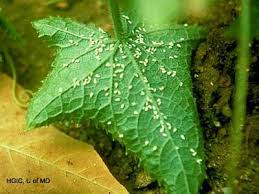 Image result for whitefly in cucumber