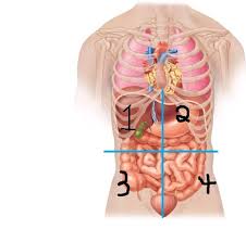 Certain directional anatomical terms appear throughout this and any other anatomy textbook (figure 2) the simpler quadrants approach, which is more commonly. Anatomy Quadrants Regions And Description Flashcards Quizlet