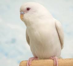 Albino White Budgies For Sale Sydney Strathfield