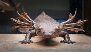 white frogs