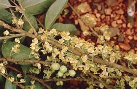 Image result for Peraceae