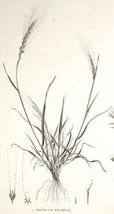 Image result for Ammannia aegyptiaca