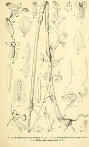 Image result for Eulophia livingstoneana