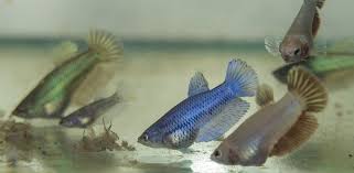Breeding Betta Fish From Selecting A Pair To Raising The Fry Fishkeeping World