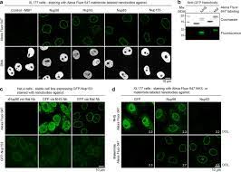 Alexa fluor® fluorescent dyes are widely recognized as superior fluorescent dyes, respected for their brightness and photostability. Nanobodies Site Specific Labeling For Super Resolution Imaging Rapid Epitope Mapping And Native Protein Complex Isolation Elife