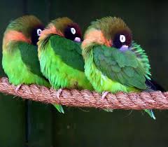 Sleeping Lovebirds Exotische Vogels Vogels Kleurrijke Vogels