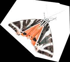 En hiver les arbres n'ont plus de. Que Mangent Les Papillons De Nuit Ecole