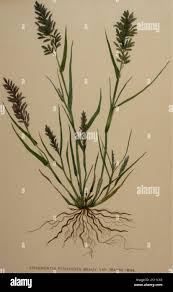 Image result for Eragrostis pilosa