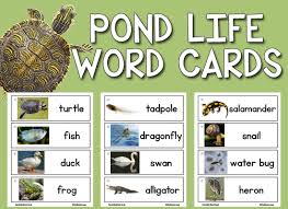 Pond Life Picture Word Cards Prekinders Word Cards Writing Center Pond Life Theme