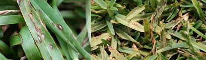 Well cared for and properly fertilized st. How To Prevent And Treat Gray Leaf Spot Houston Turf Management