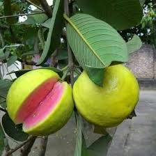 Image result for Psidium guajava