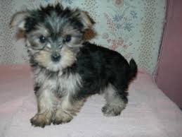 We're a family that's been raising puppies since 2004 and we love it. Morkie Puppy For Sale In Michigan Petswall