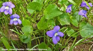 Maybe you would like to learn more about one of these? Ground Cover Plants With Purple Flowers With Pictures Identification
