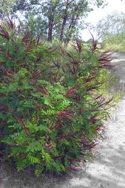 Image result for Indigofera filipes