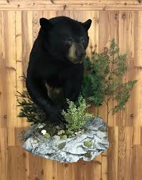 Black Bear Half Mounts Prices Bear Taxidermy Half Lifesize Mounted By Wisconsin S Premier Bear Taxidermy Studio Bear Mounts Taxidermy Mounts Bear Hunting