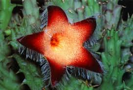 Image result for Tridentea marientalensis