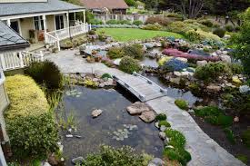 Planting elephant ear plant in koi pond. What Are The Right Pond Plants For My New Koi Pond